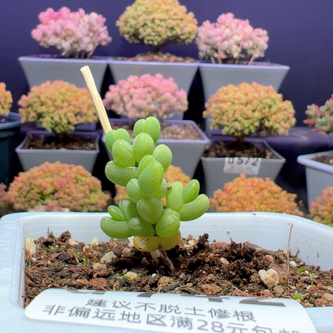 d742元宝小老桩枝干番杏