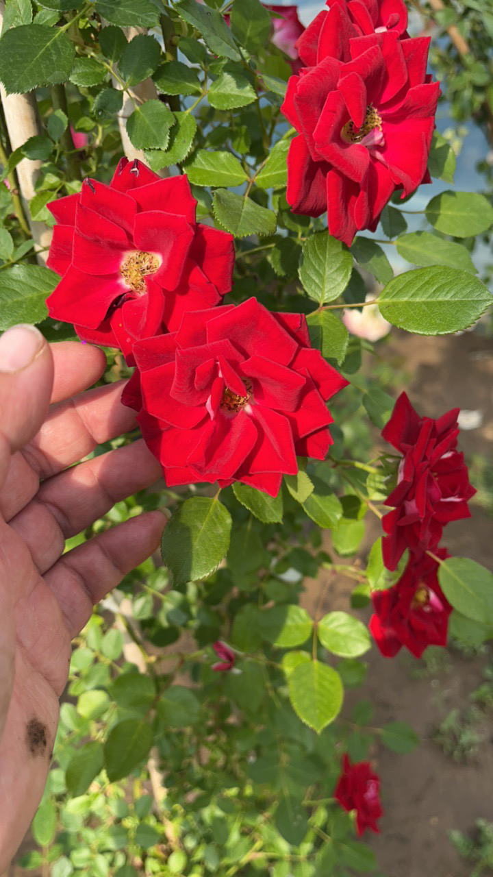 小女孩月季花苗四季开花大花盆栽适合庭院阳台种植