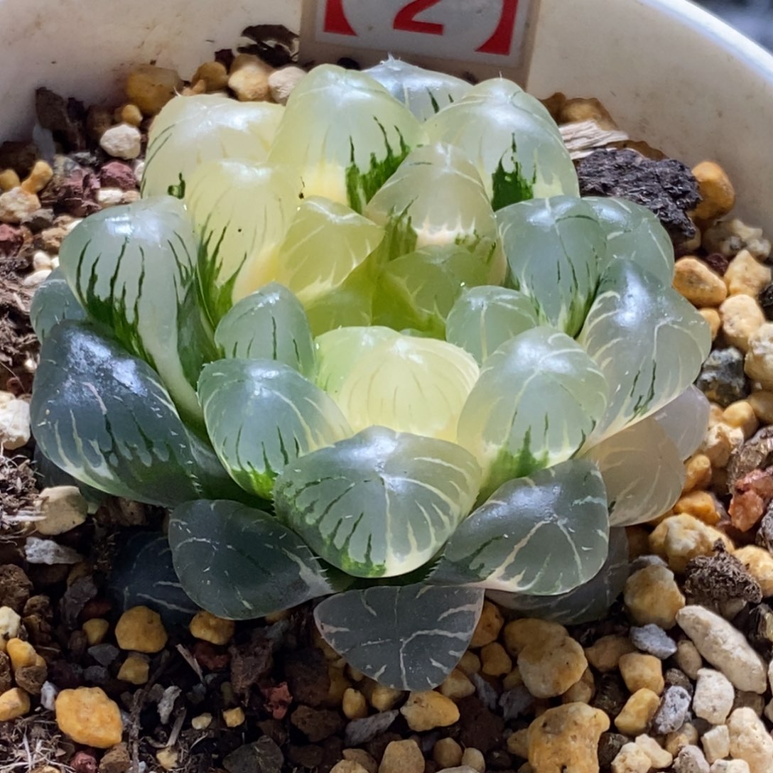 59号湖水玉露锦多肉