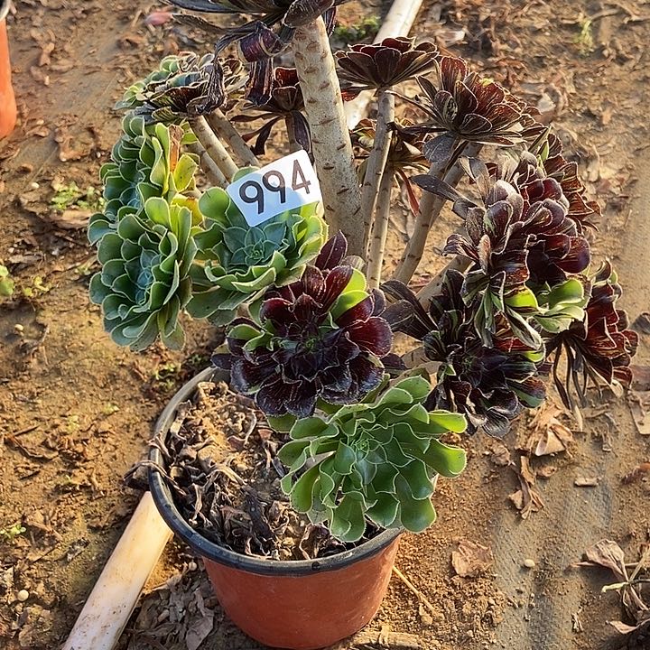 用****3水墨丹青994多肉不包断