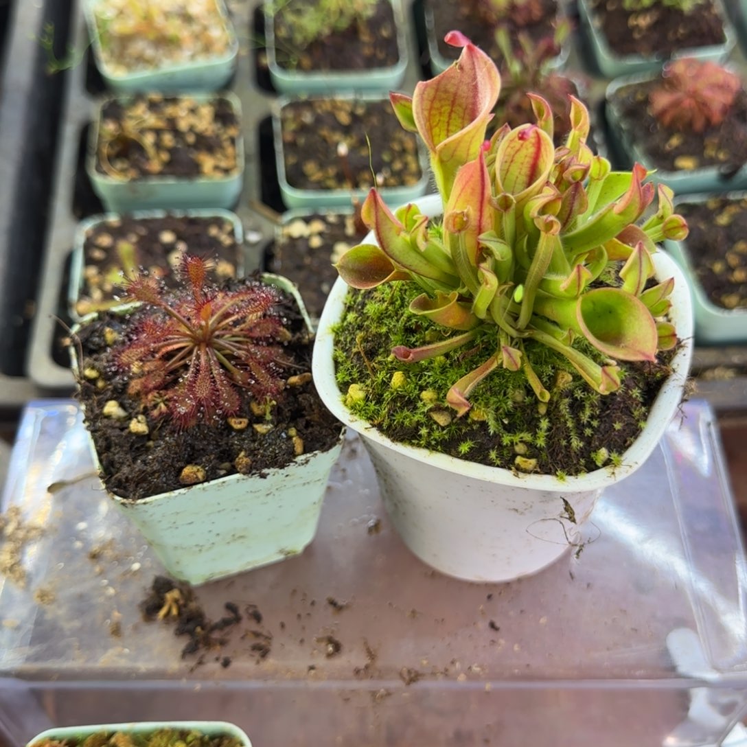 完全开放罗赖马茅膏菜+小太阳瓶子草