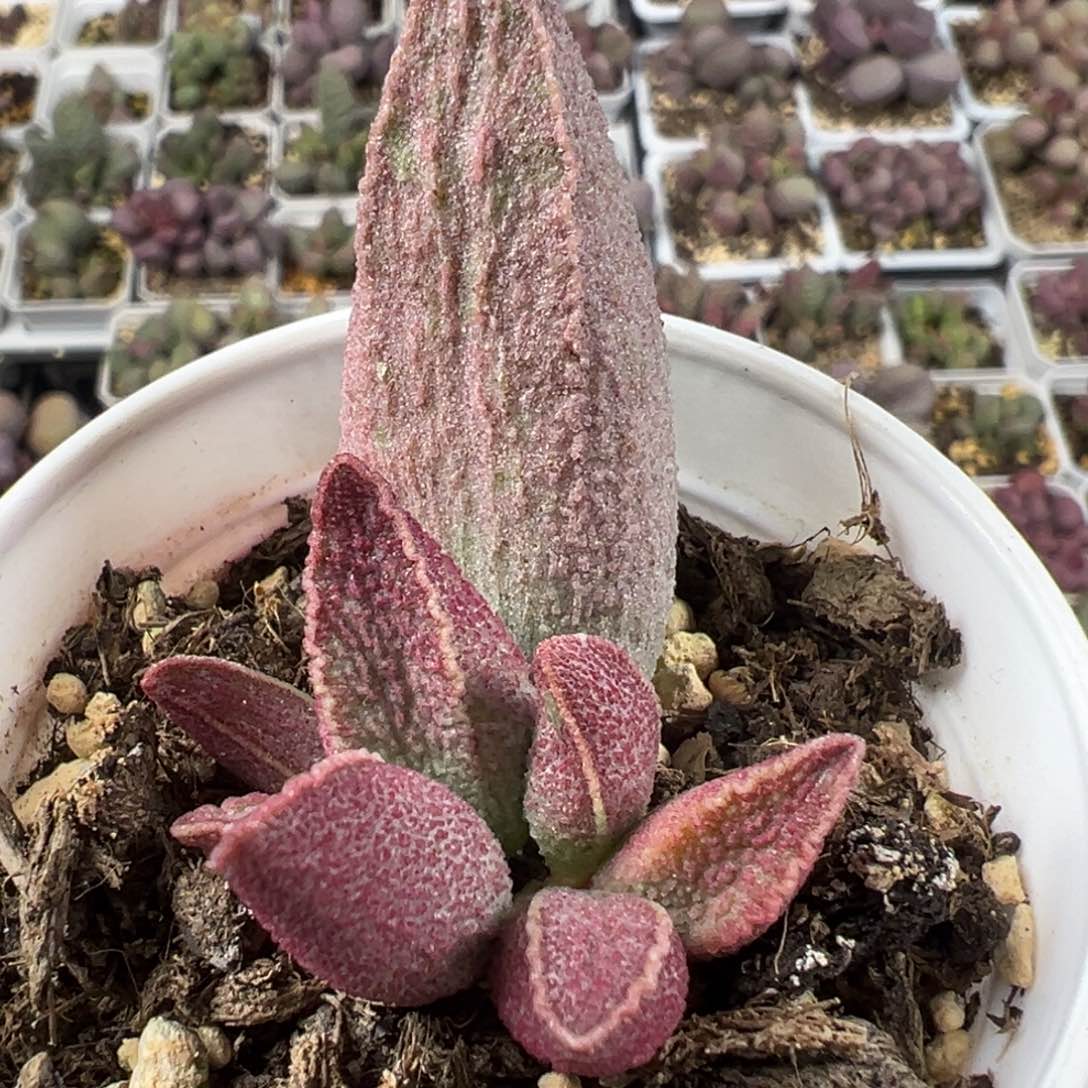 粉红猪肝多肉植物水泡