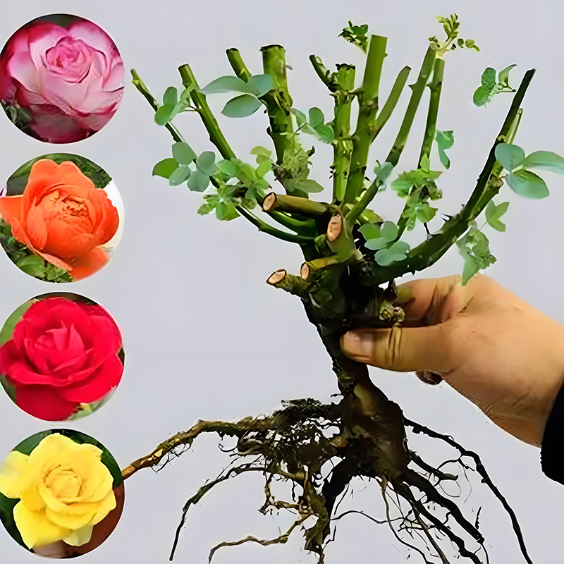 【玫瑰老桩】昆明基地直发玫瑰老桩阳台庭院品种三年老苗粗壮易成活