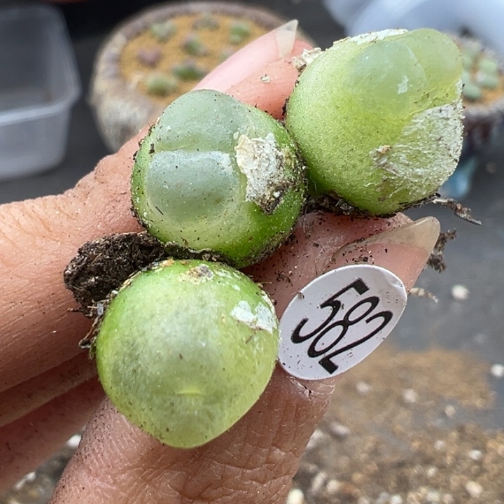 582号这颗多肉有点好看