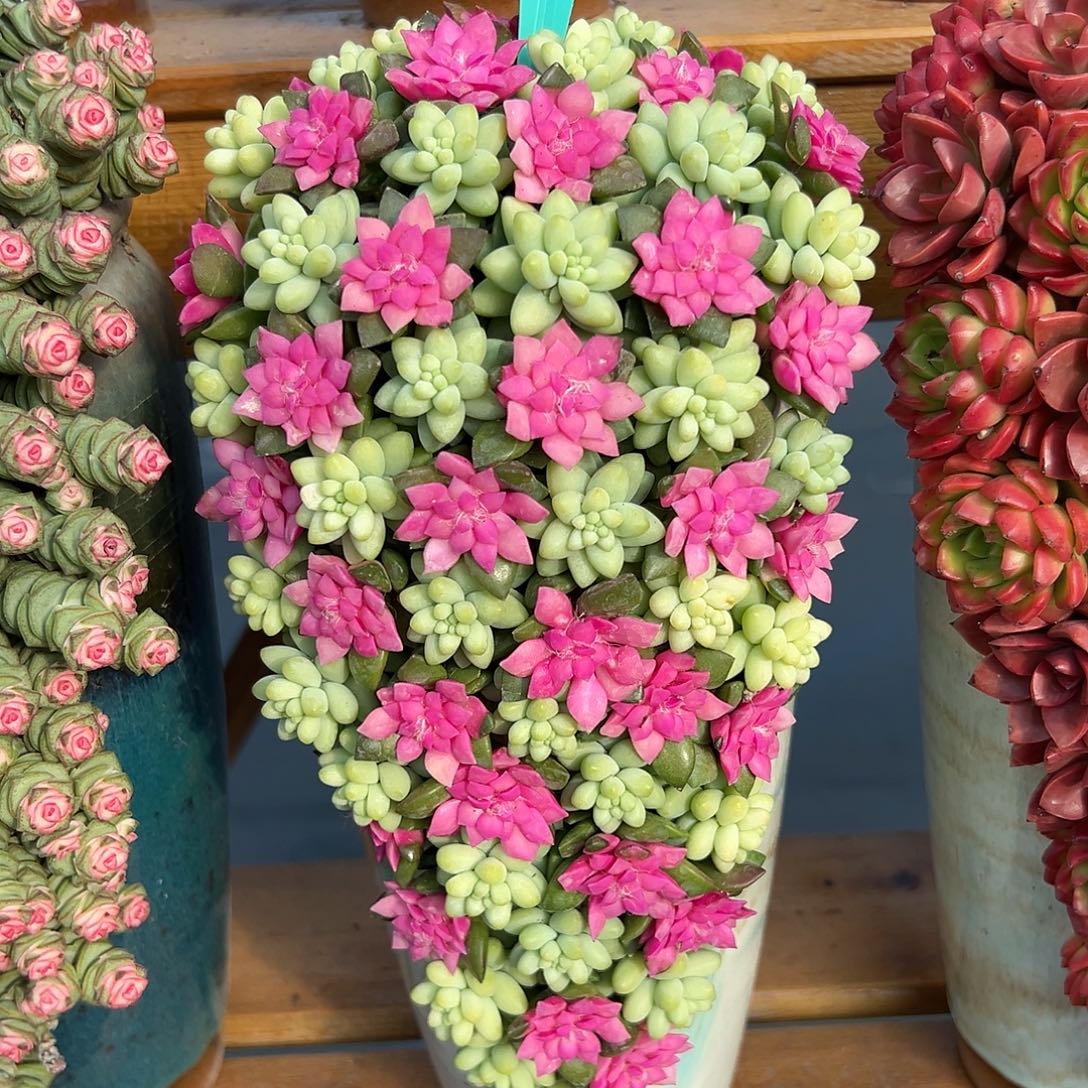 024条女散花花园组合花园