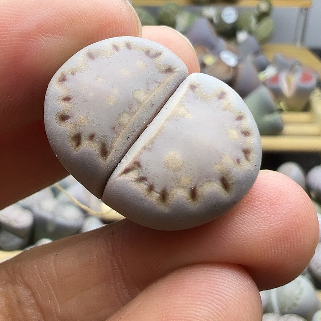 2074 生石花清货不售后