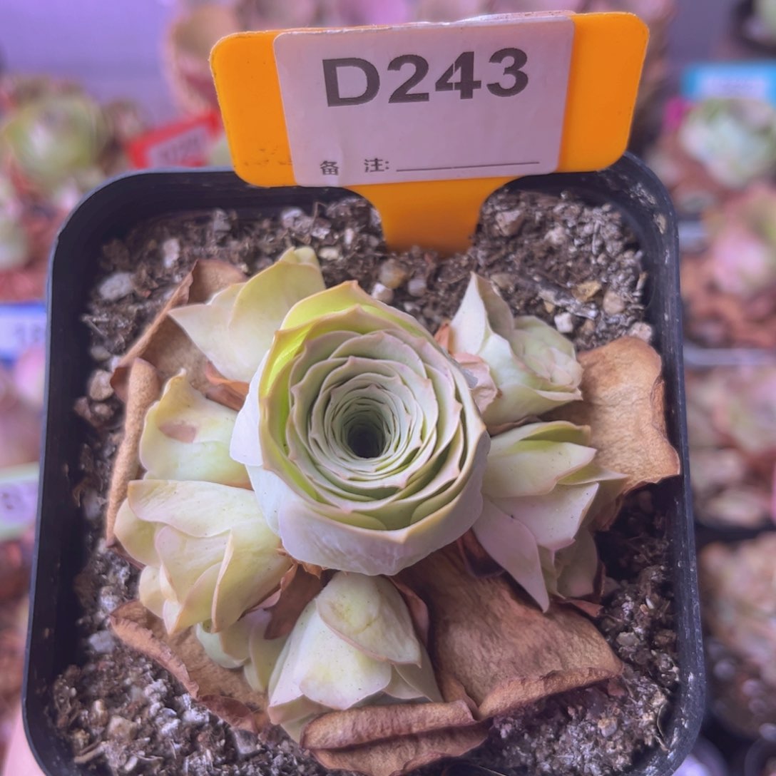 山地玫瑰一物一拍D243