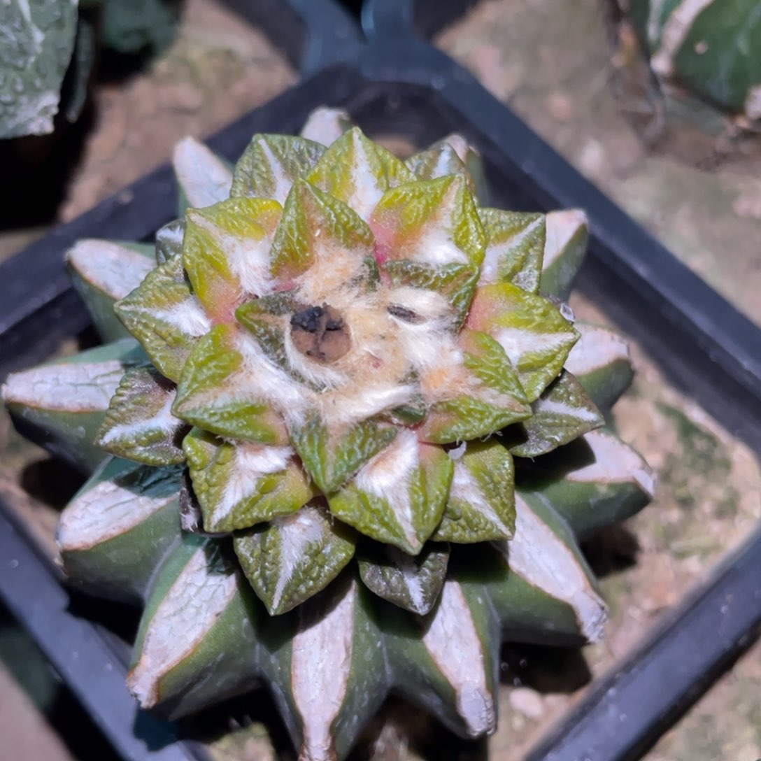 宽犹黄体黑牡丹锦 仙人球