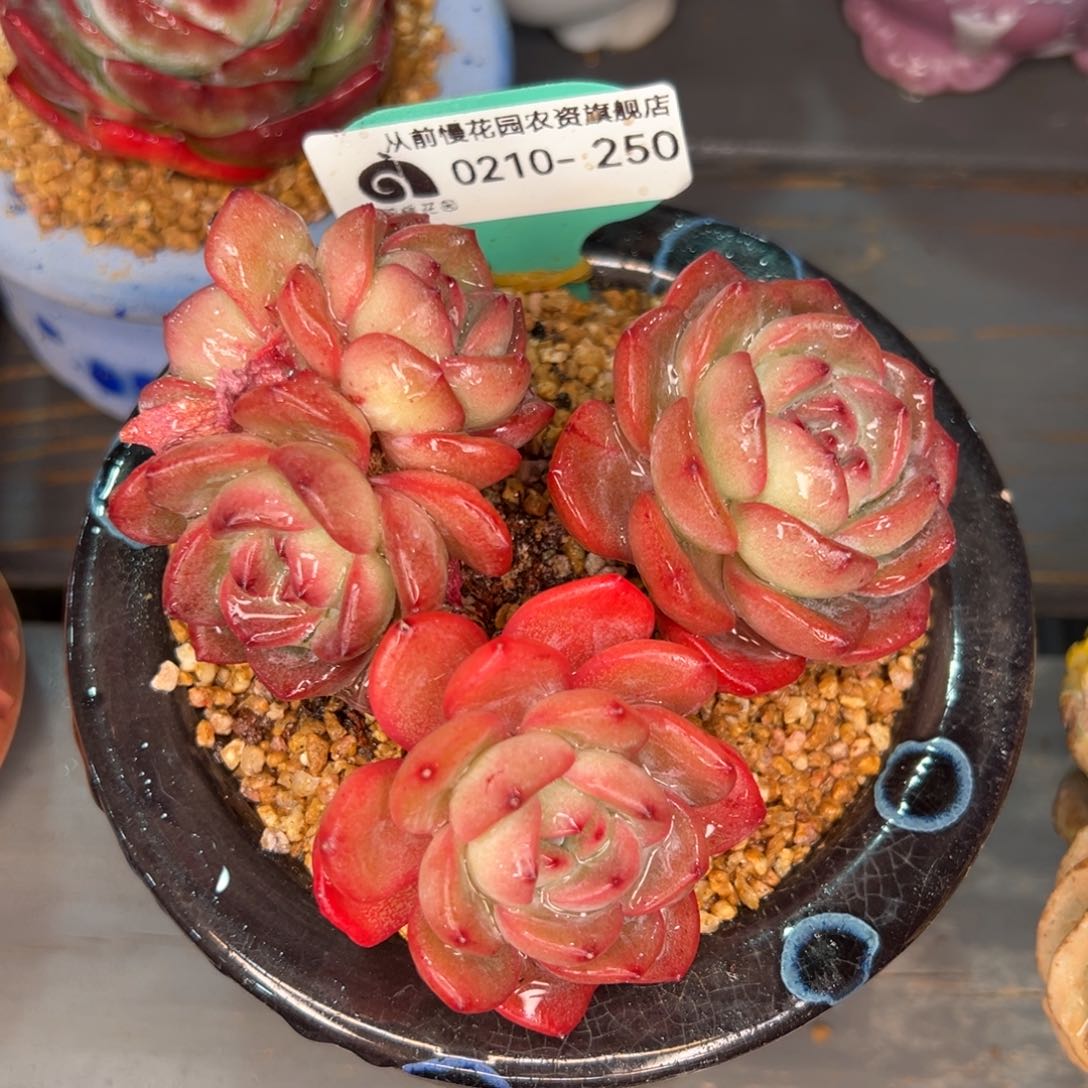 从前慢多肉精选编号0210.250