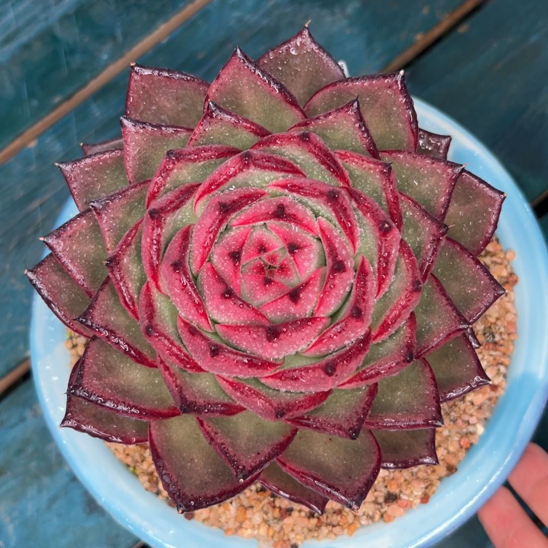 多肉一物一拍0202-256