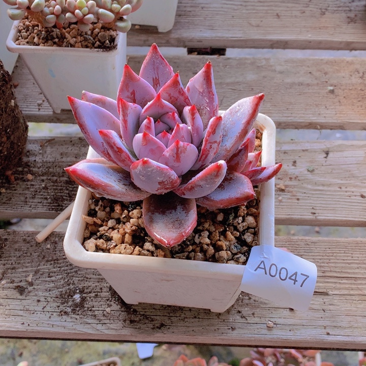 钱****闪购多肉1棵j0047