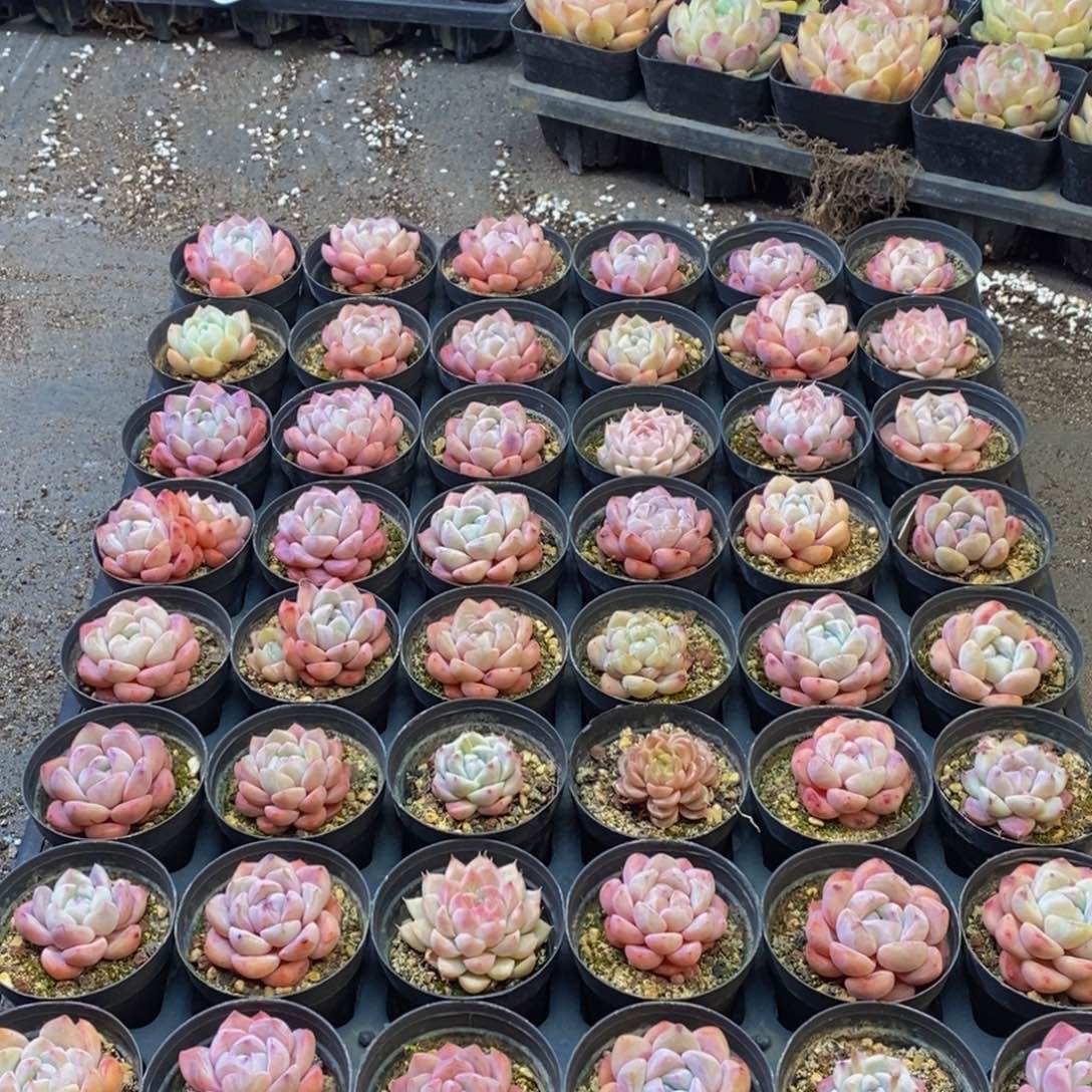 209多肉植物纤维面膜的功效