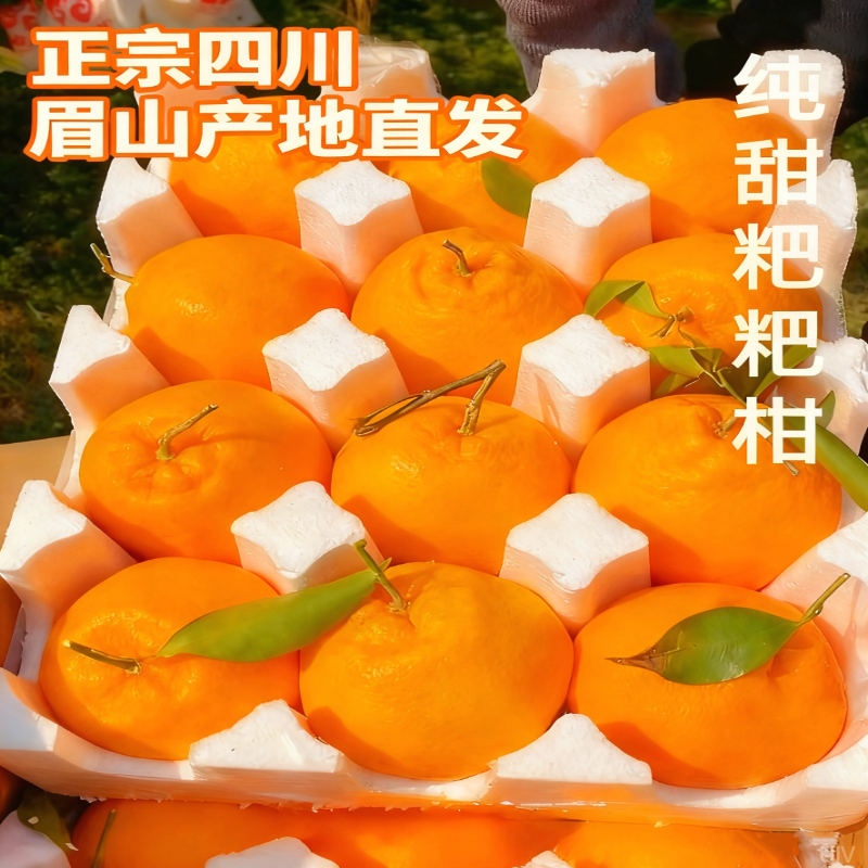 【正宗眉山】纯甜耙耙柑爆汁化渣无籽果园现摘新鲜水果柑橘当季鲜果
