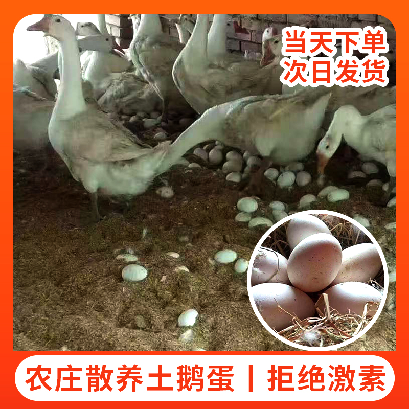 北京本地正宗农庄散养新鲜鹅蛋12枚天然土鹅蛋孕妇去胎毒初生蛋