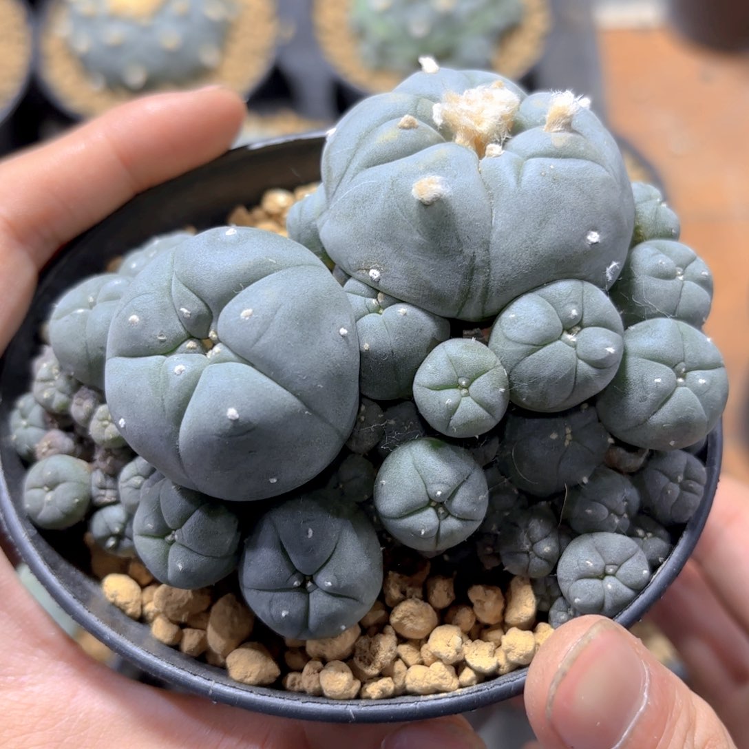 实生子吹乌G g g g