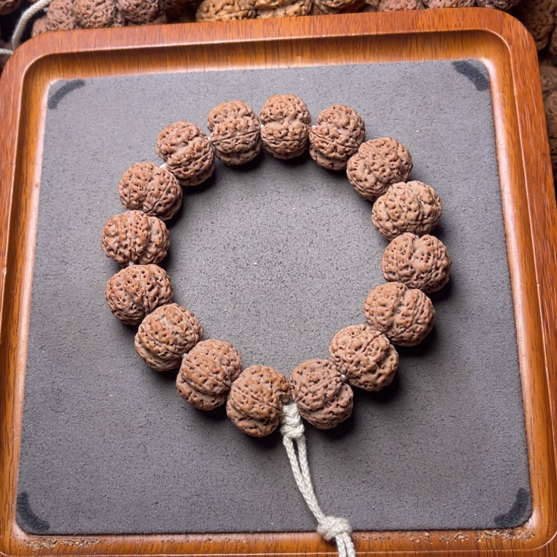 鑫***呀菩提籽类21号金刚菩提矮壮爆肉梁梅花20