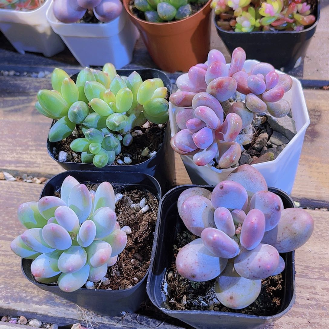 桃蛋。桃美人。苹果奶酪。千代田