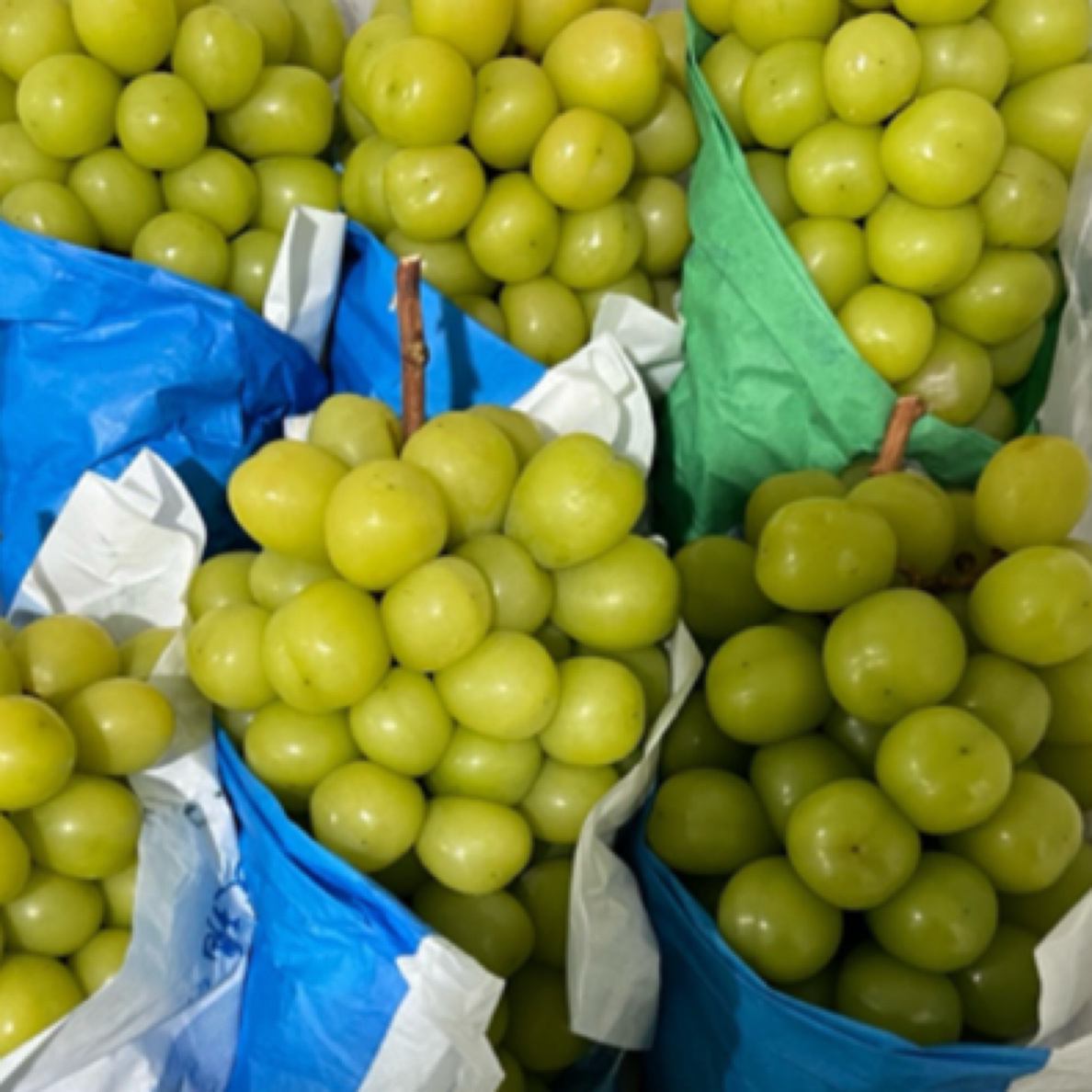 阳光玫瑰5斤净果(10-15克)香，甜，自家果园，安全放心❗