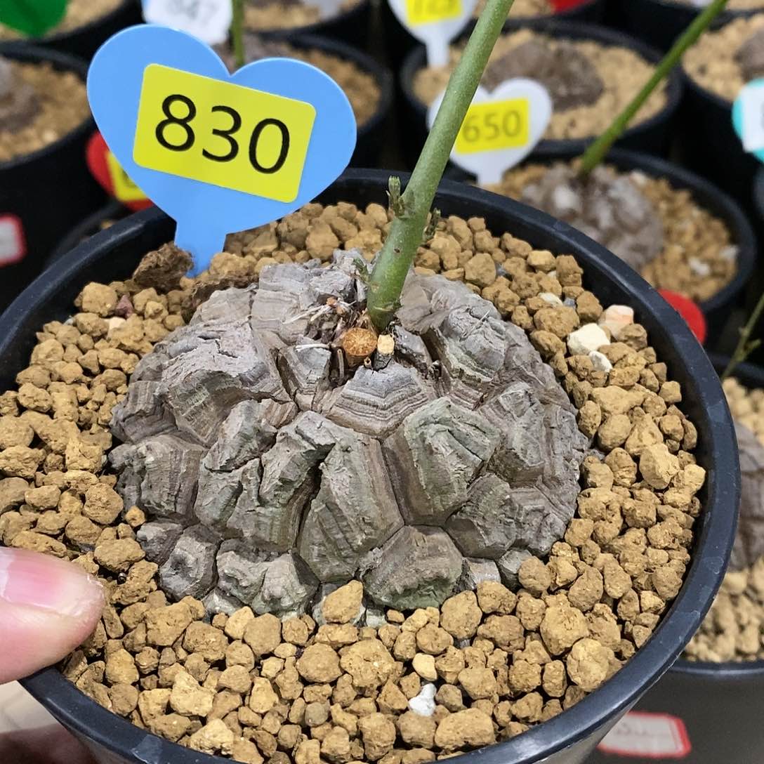 南非龟甲龙龟甲龙