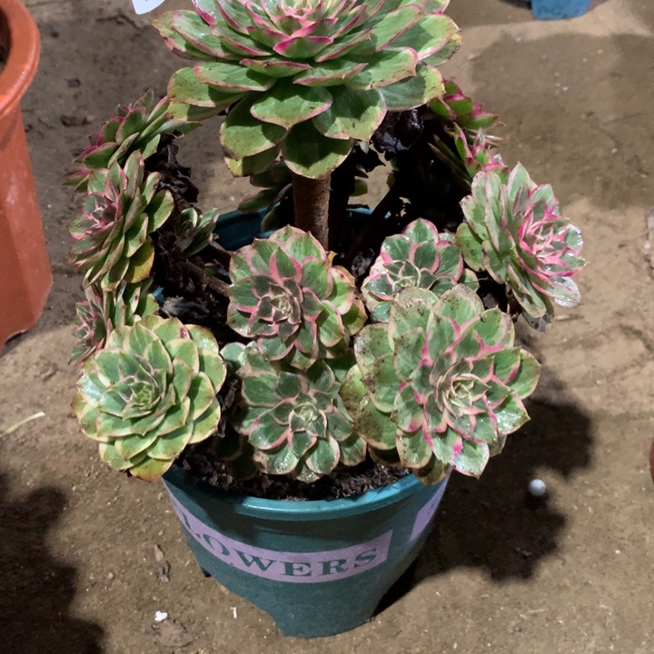 390莲花座多肉植物特价