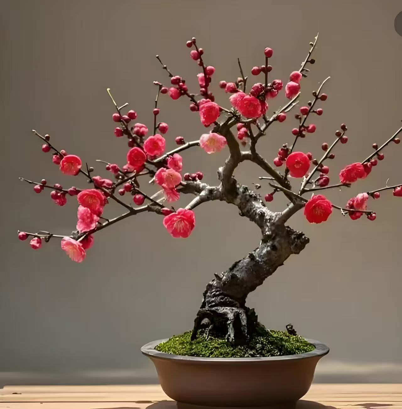 【造型】红梅梅花盆栽地址南北方养殖带花花芽发货