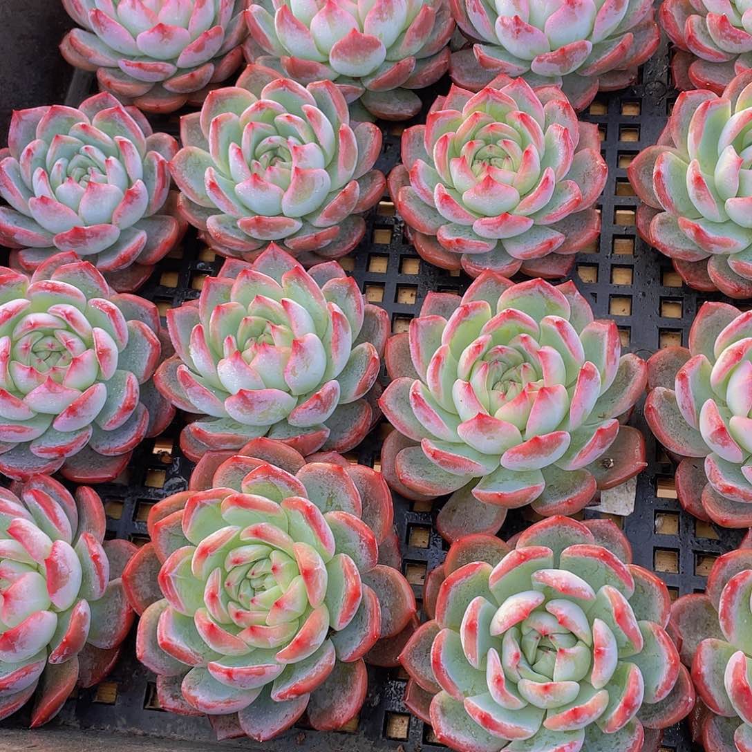 量拍60号 红鸾单头一个