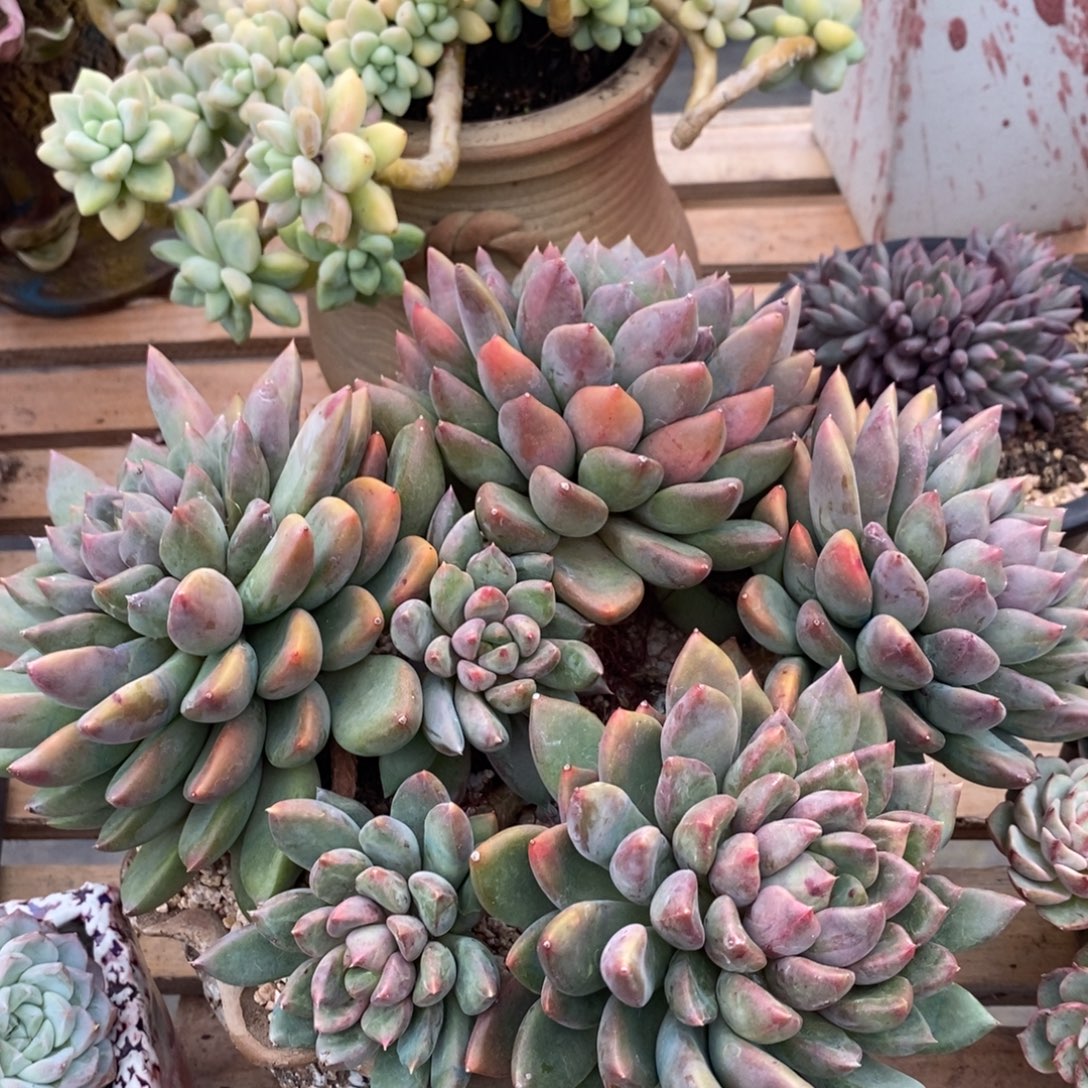 多肉植物肉肉植物
