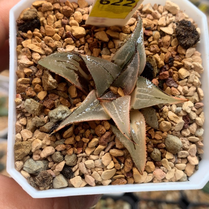 【闪购商品】622芭提雅白凤