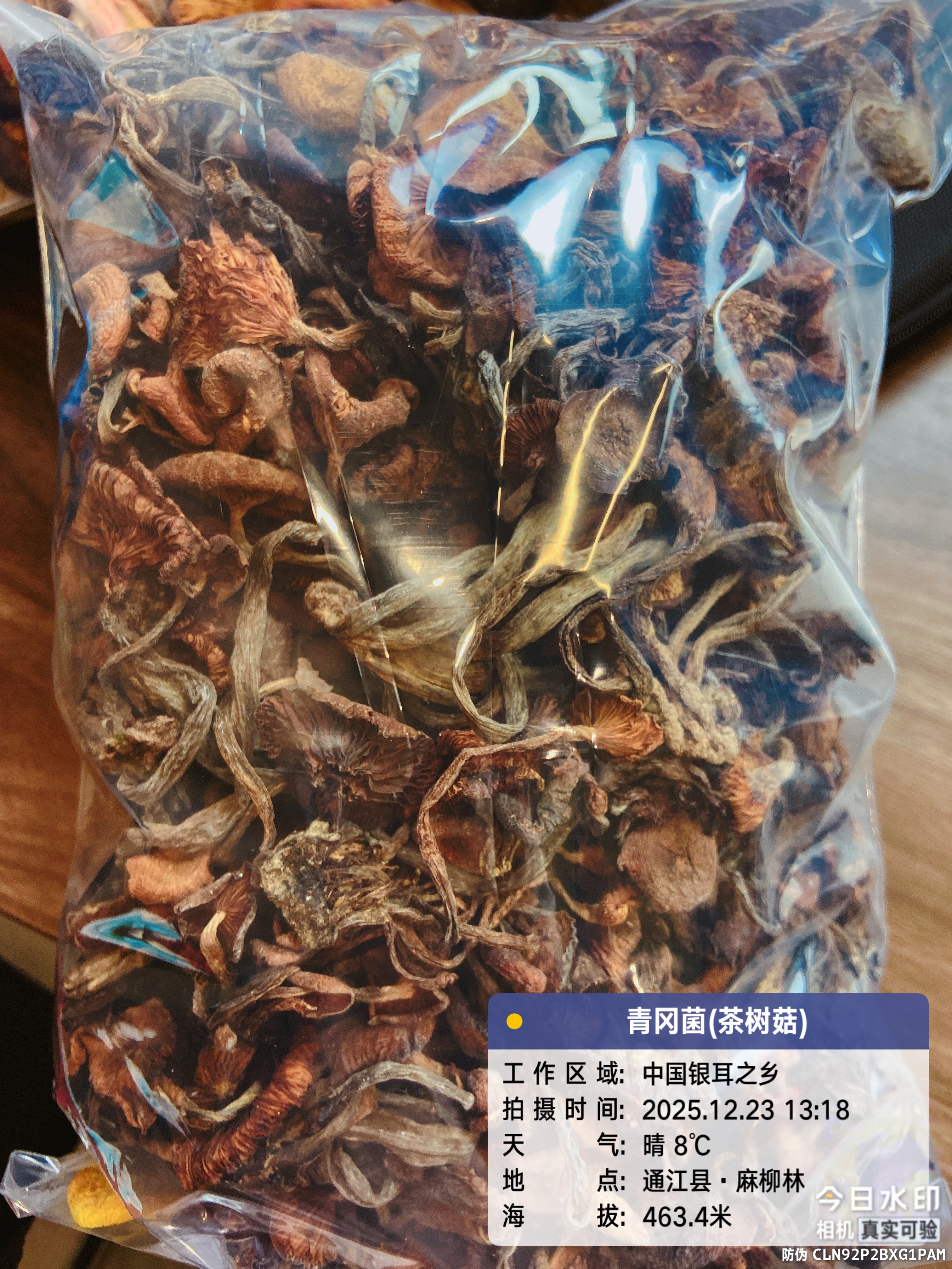 纯自采野生青冈菌（茶树菇）