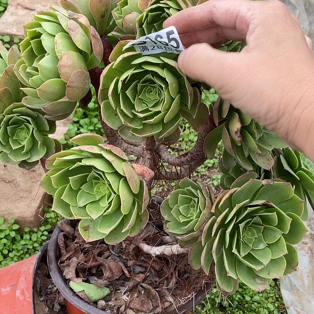 x***儿165 多肉植物不包断枝