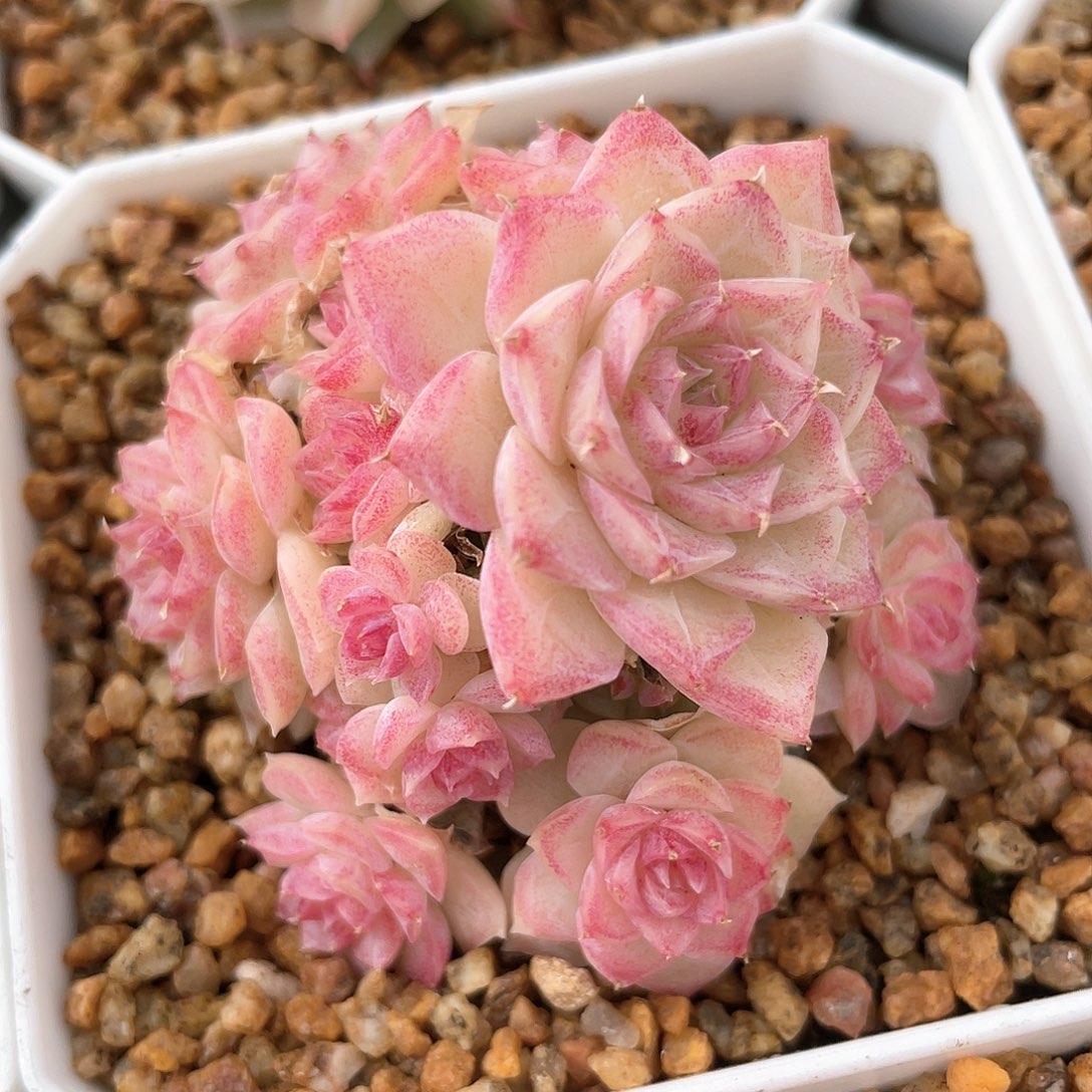 优选麦秆福利8830