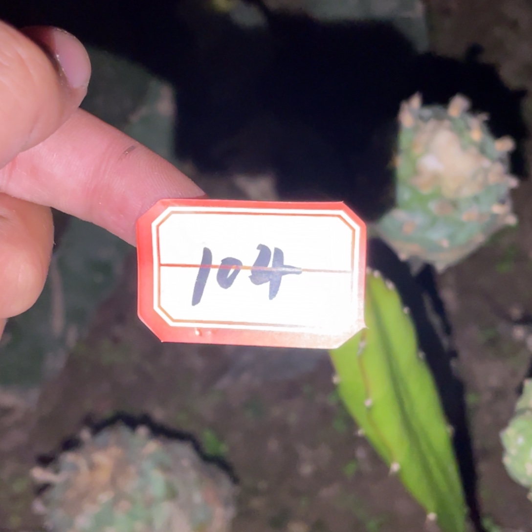 无花朵仙人球开花104