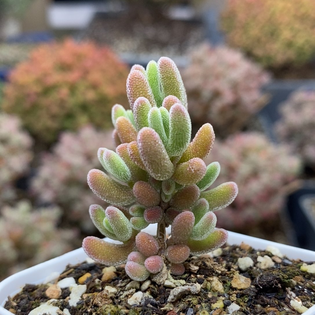 优选红叶5305枝干番杏