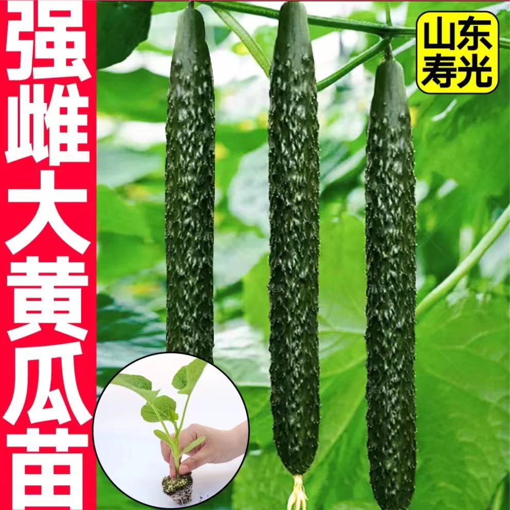 寿光强雌大黄瓜种苗脆甜多汁高产抗病挂果多庭院阳台种植