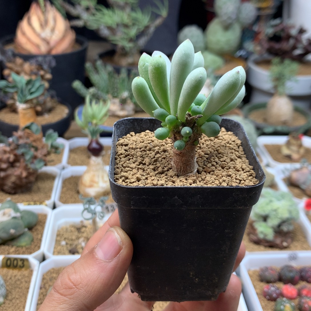 卡拉菲厚敦菊母本多肉带盆发货