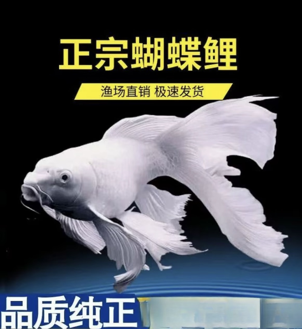 精品蝴蝶鲤11-14白球白短蝴蝶鲤鱼好养饲养群养混养顺丰包邮