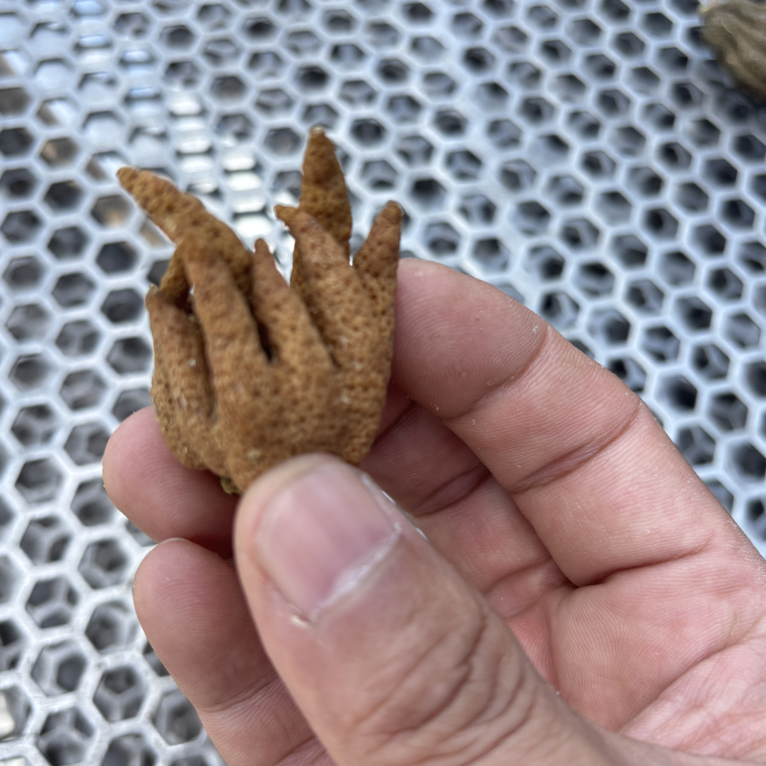 四川正宗佛手干货个大饱满可用于煲汤的山货土特产