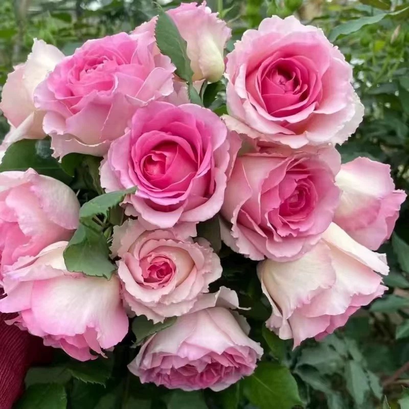 【罗伊无刺】爬藤月季大苗多花浓香蔷薇花多季开花庭院花园阳台无刺