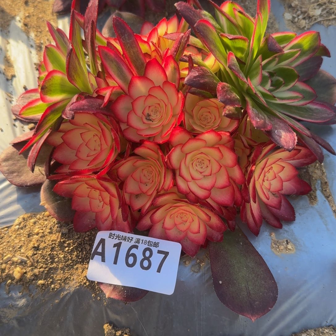 1687荔枝。多肉植物