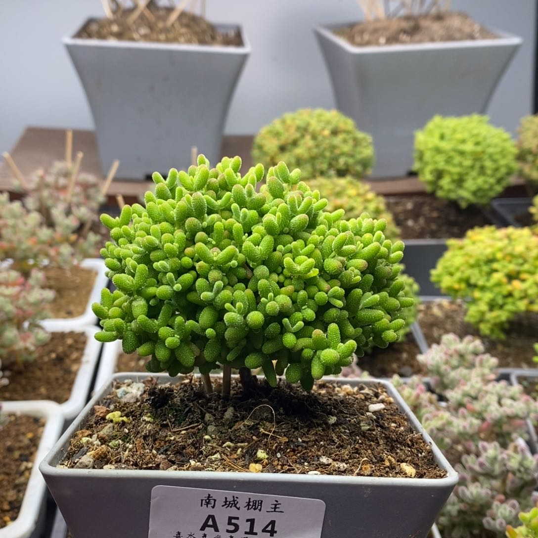 514蜜橘糖球枝干番杏