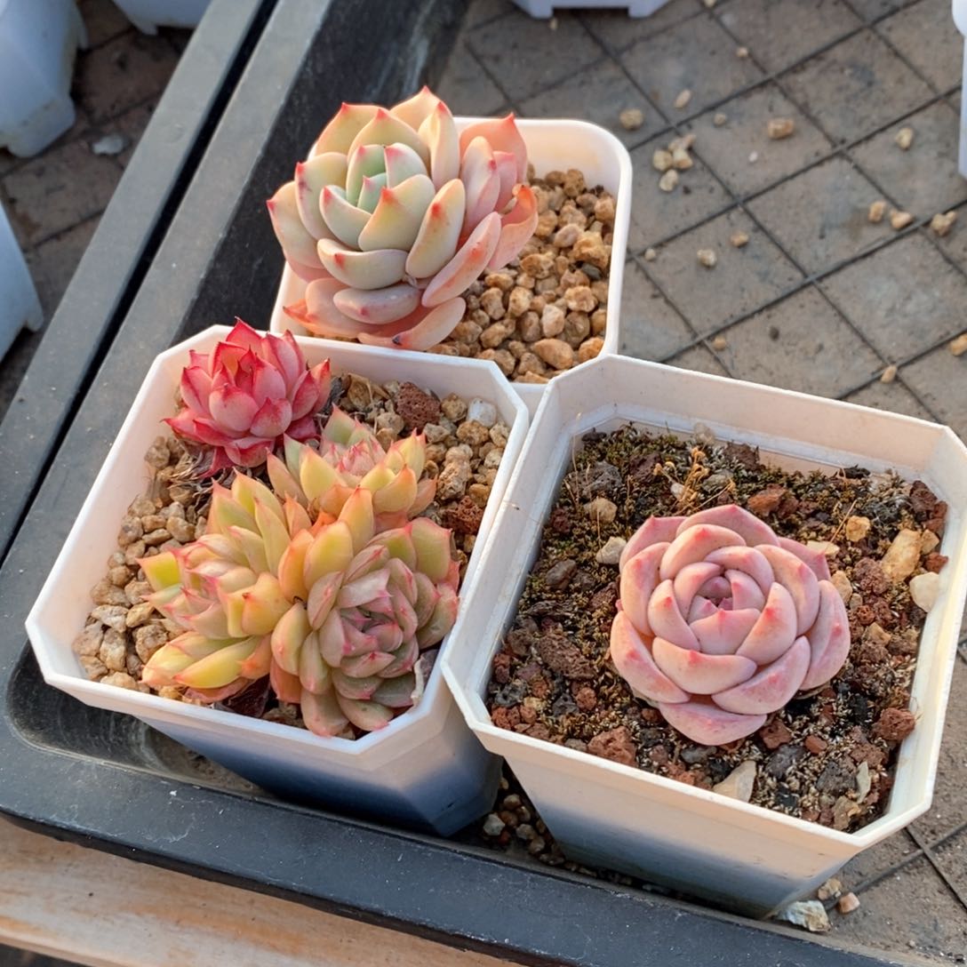 精品多肉一物一拍不包整741