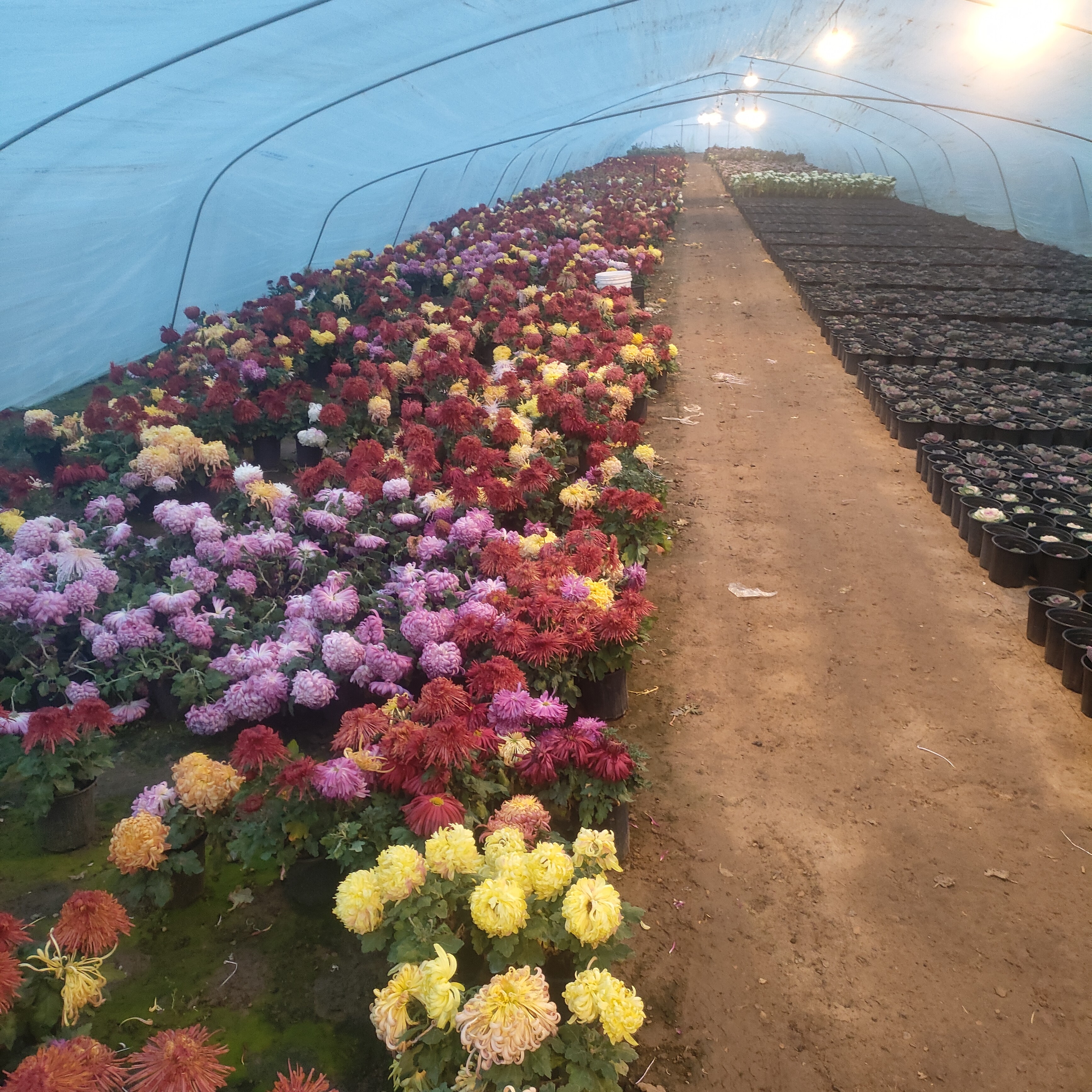 残花苗根处理不售后不指定品种不支持备注一盆两色原盆原土发货