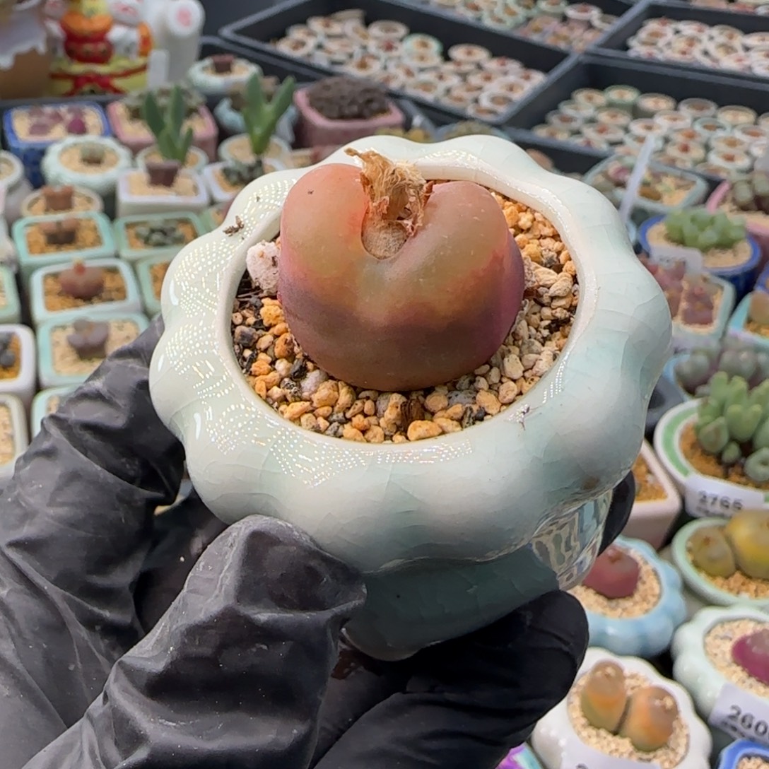 2768-一物一拍 带盆