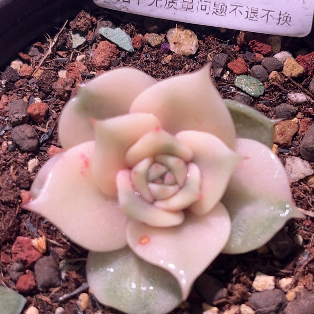 多肉特价贝加尔湖锦有须根6916