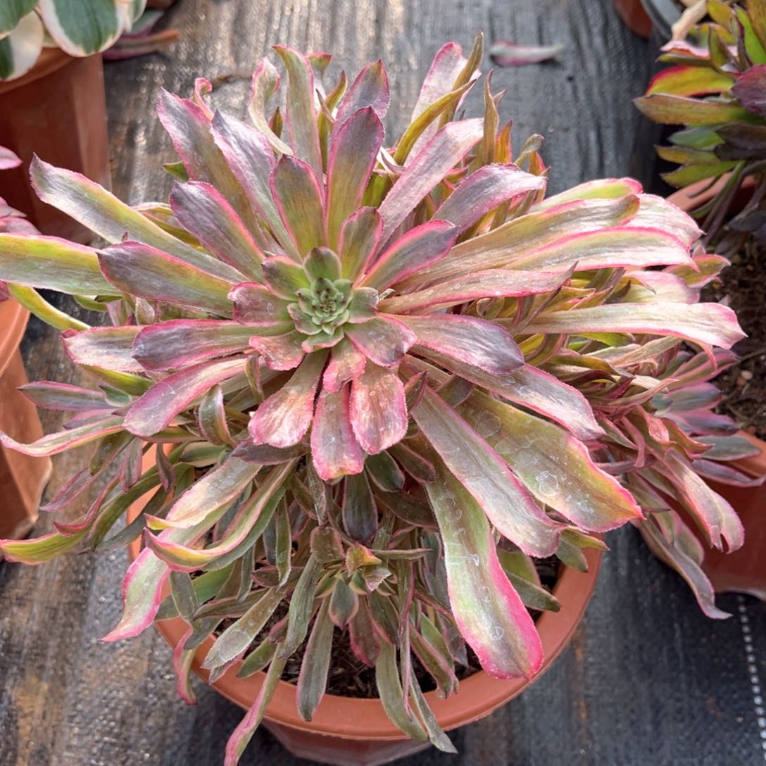 黄花梨多肉发货发货
