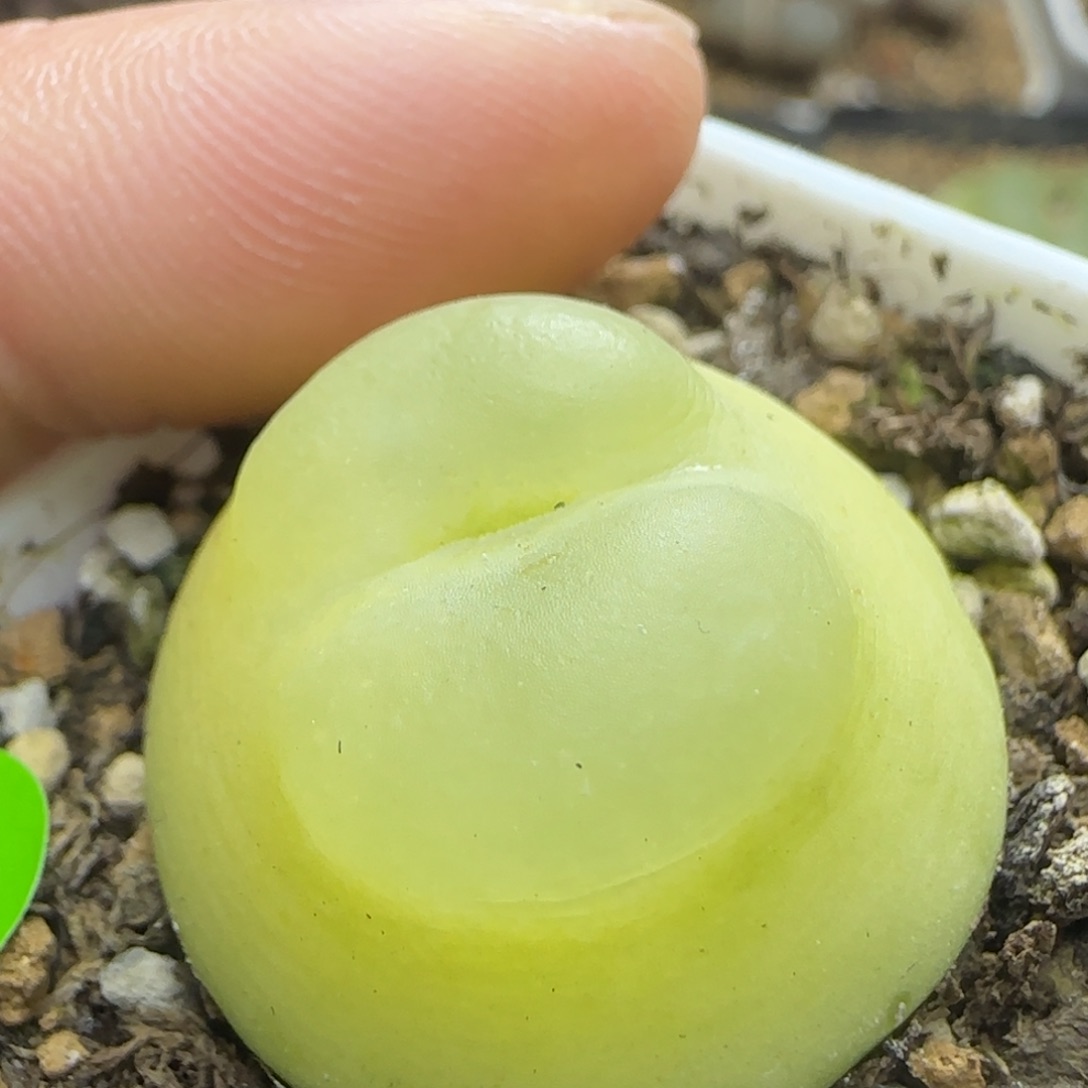 翻窗拉登2.6+多肉植物812