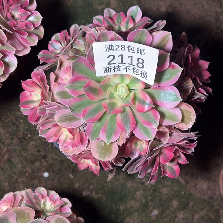 2118粉女巫多肉植物