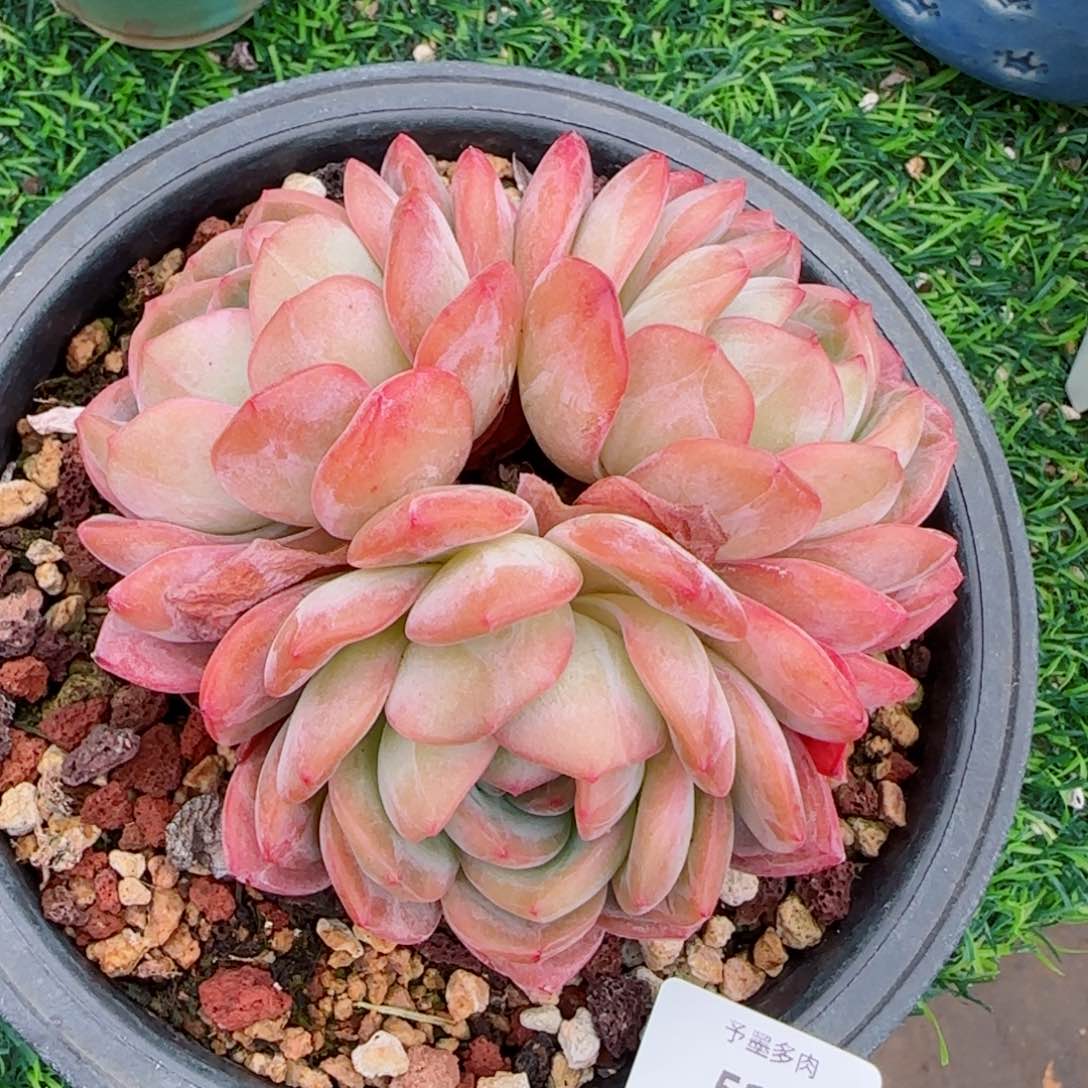 全明星，5181多肉