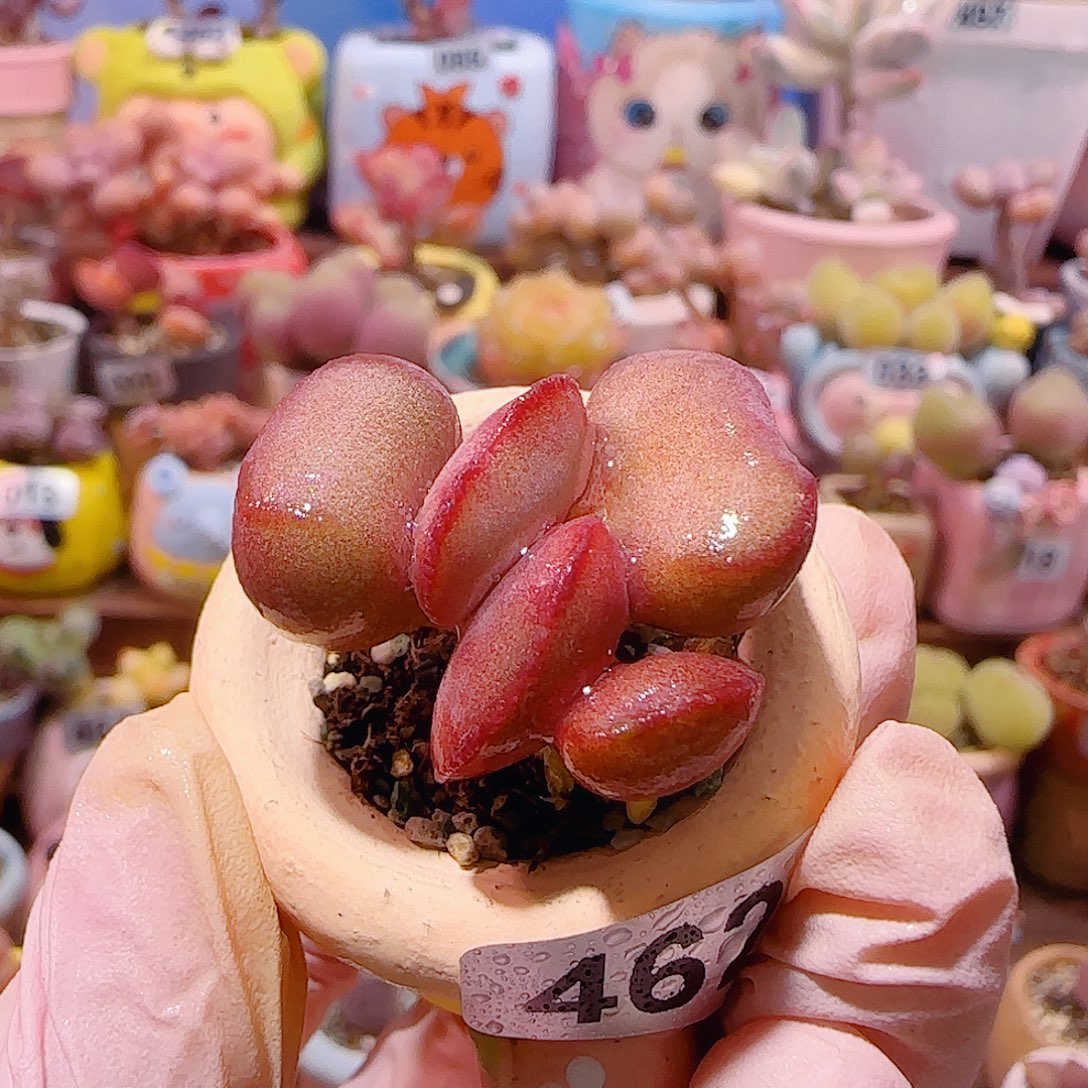 T可爱红蛋盆口2cm