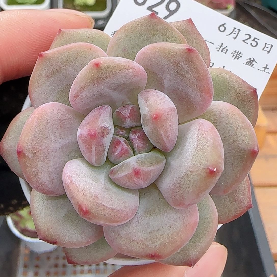 多肉多肉0625-329爱丽儿凌雪